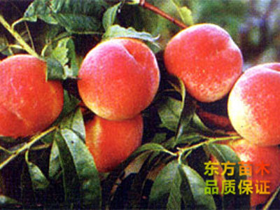 倉方早生桃