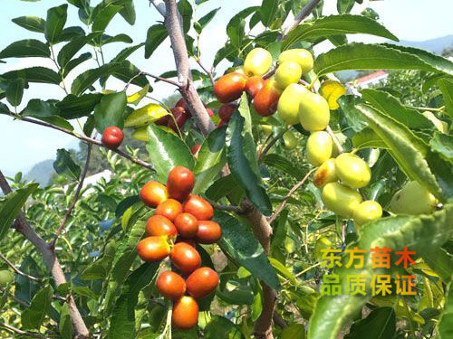 金絲4號(hào)棗