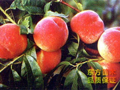 倉方早生桃