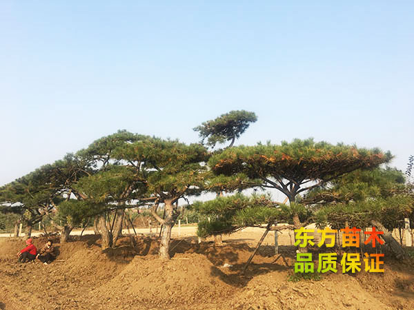 景觀松