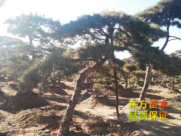 景觀松