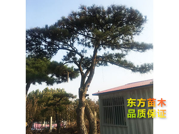 景觀松