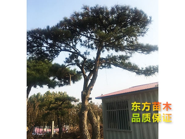 景觀松