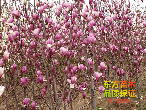 玉蘭樹(shù)