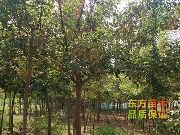 復葉槭