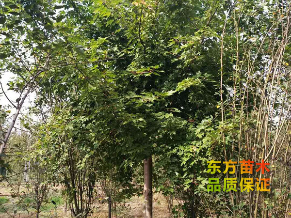 美國紅楓