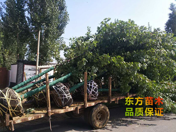 美國紅楓