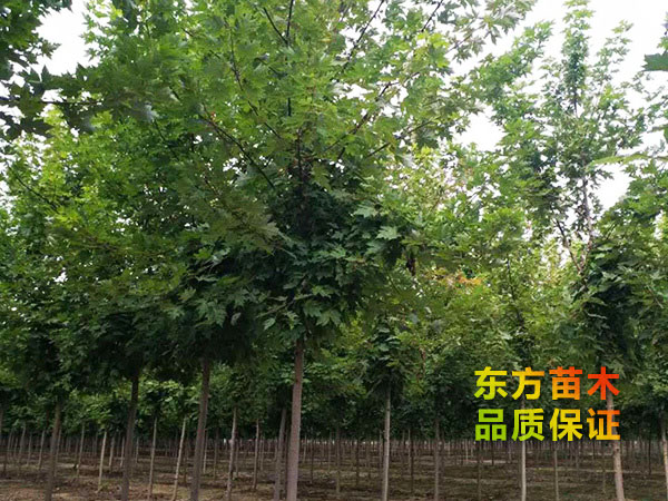 美國(guó)紅楓