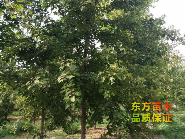 美國(guó)紅楓