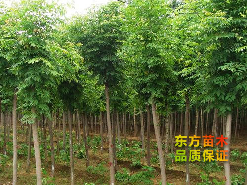 欒樹(shù)