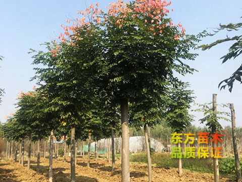 欒樹(shù)