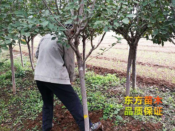 櫻花