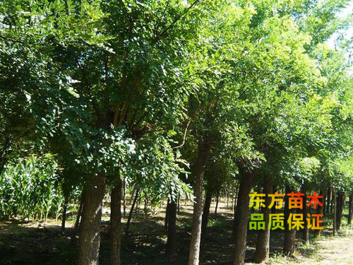 國(guó)槐