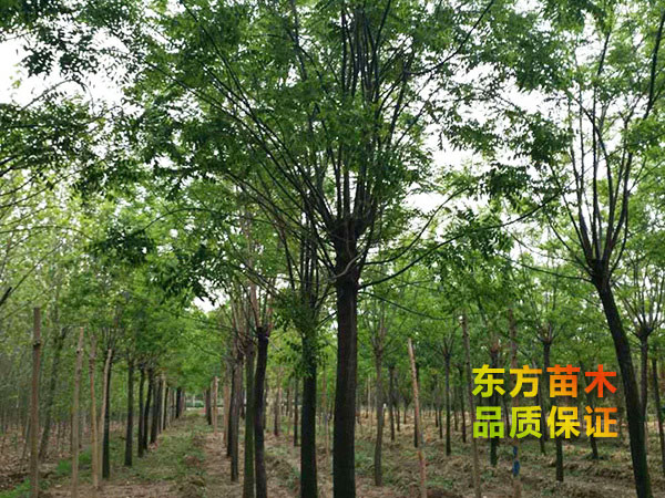 國槐