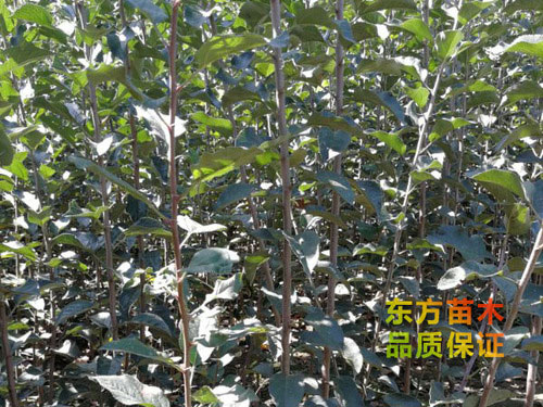 山東果樹苗種植基地