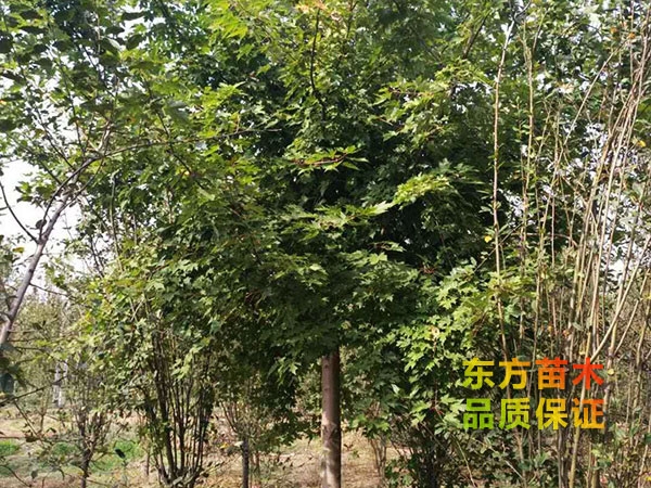 美國紅楓