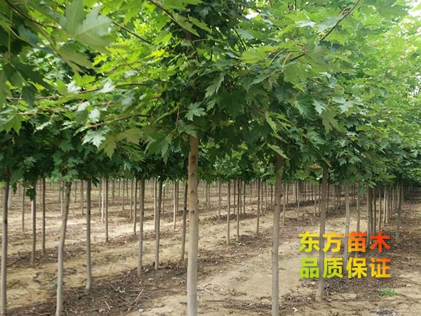 美國紅楓