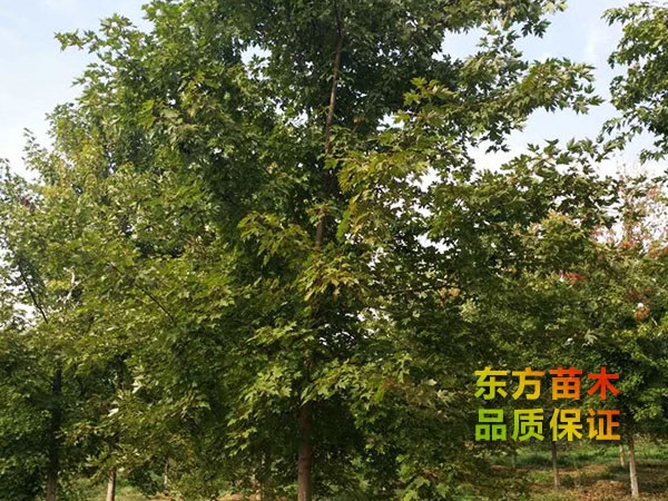 美國紅楓