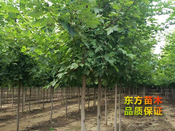 美國(guó)紅楓