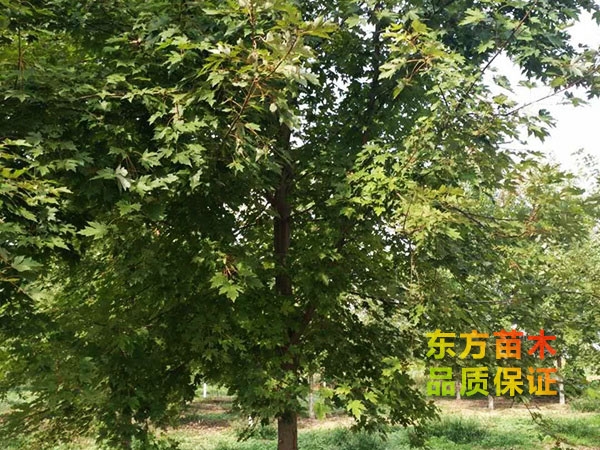美國(guó)紅楓