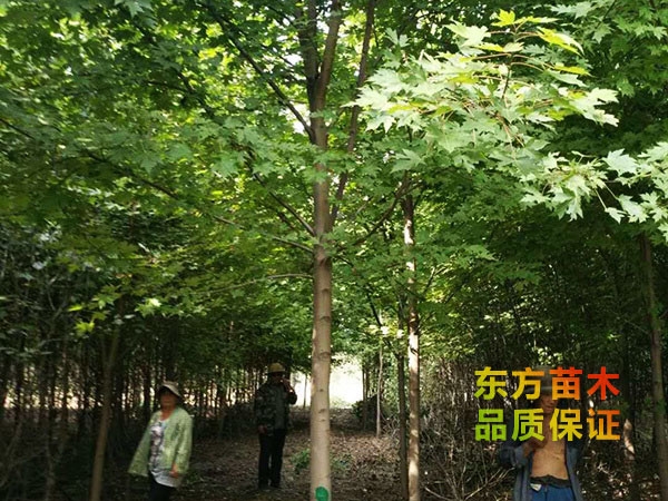 美國(guó)紅楓