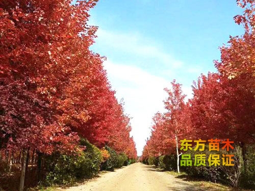 美國(guó)紅楓