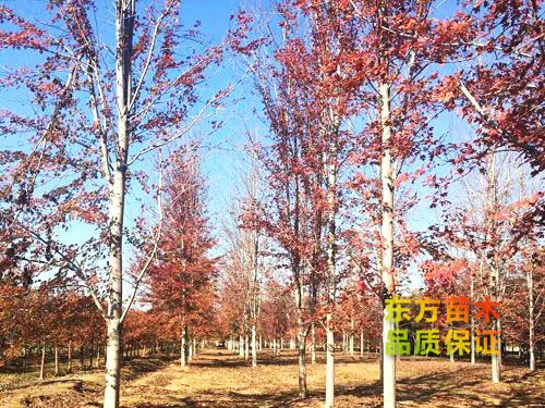 美國(guó)紅楓