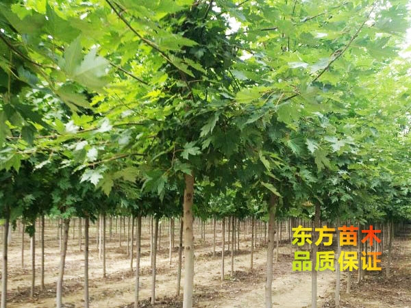 美國(guó)紅楓