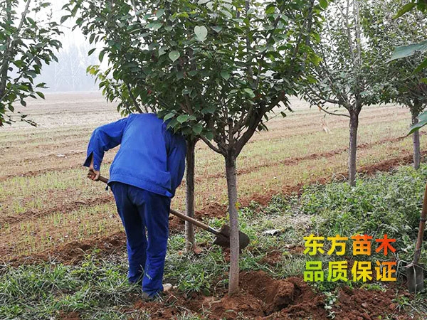 櫻花