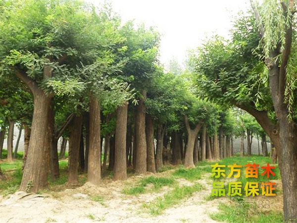國(guó)槐