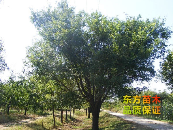 國(guó)槐