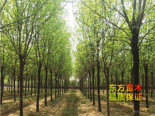 國(guó)槐