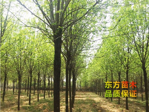 國(guó)槐