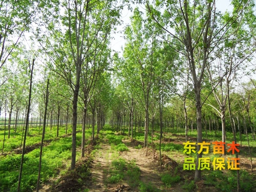 苗木栽培以后應(yīng)該注意哪些？