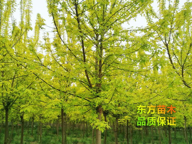 金葉復葉槭