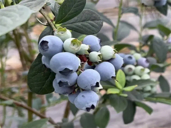 薄霧藍莓5